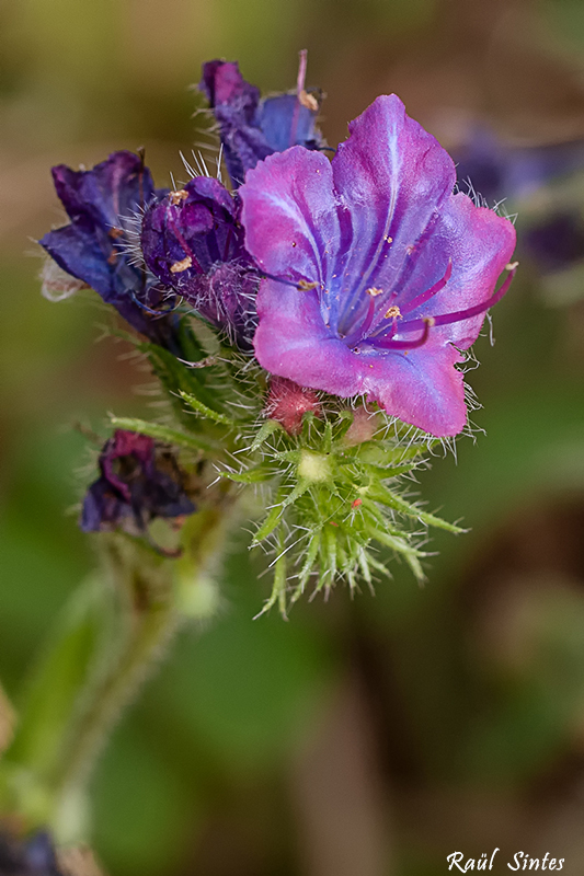 Nombre:  _DSC0093 Echium plantagineum-1-800.jpg
Visitas: 74
Tamao: 335.0 KB