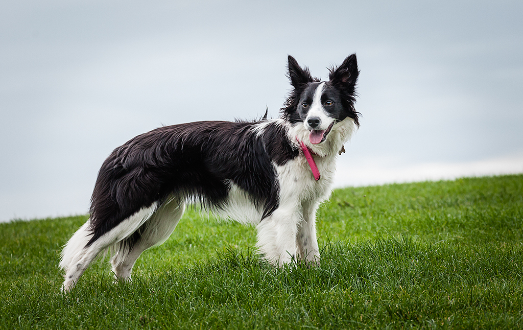 Nombre:  Lola en el parque web.jpg
Visitas: 251
Tamao: 630.6 KB