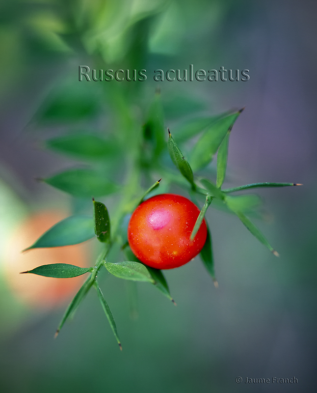 Nombre:  Ruscus aculeatus_NEF9127a-Ins-8Cv-TF.jpg
Visitas: 56
Tamao: 300.0 KB