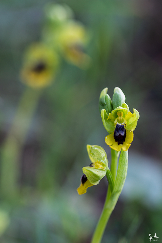 Nombre:  Orqudees_0027.jpg
Visitas: 106
Tamao: 256.3 KB