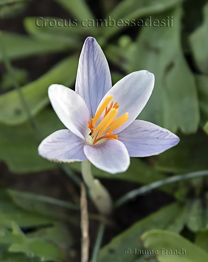 Nombre:  Crocus cambessedesii_DSC6362a-Ins-F-Tx-8Cv.jpg
Visitas: 98
Tamao: 393.3 KB