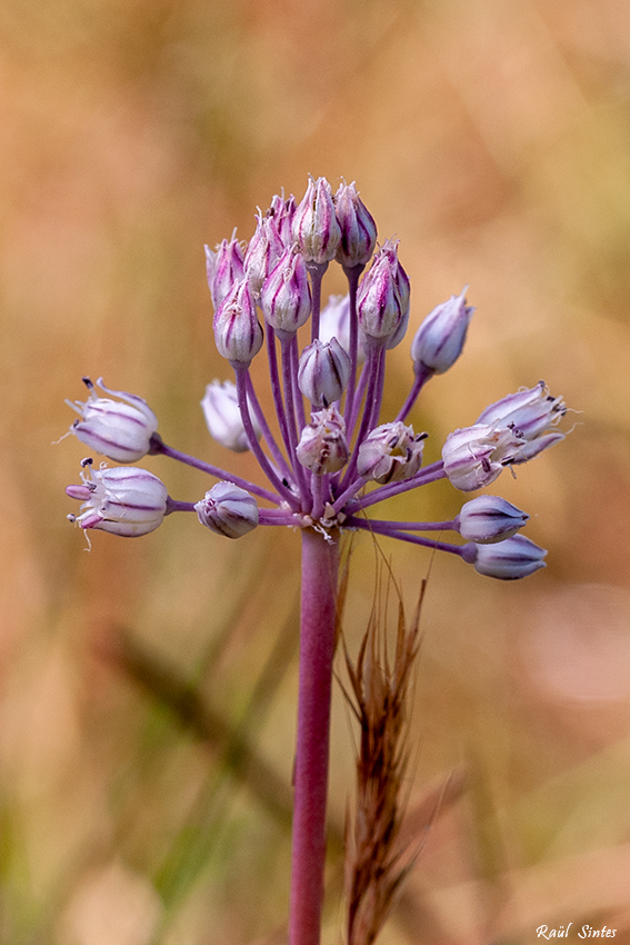 Nombre:  DSC_4293-Allium-polyanthum-850.jpg
Visitas: 268
Tamao: 348.4 KB