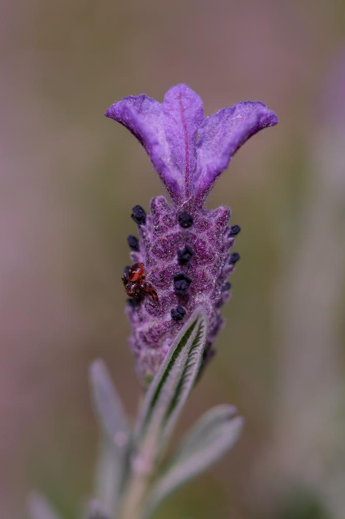 Nombre:  _DSC9163 Lavandula stoechas con filtro.jpg
Visitas: 73
Tamao: 43.2 KB