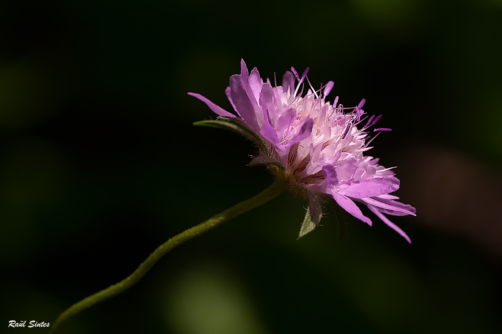 Nombre:  _DSC6765 Scabiosa atropurpurea.-1024.jpg
Visitas: 59
Tamao: 275.9 KB