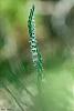 Clic en la imagen para ver su versin completa. 

Nombre: _DSC1703-1 Spiranthes spiralis-800.jpg 
Visitas: 93 
Tamao: 259.4 KB 
ID: 12009