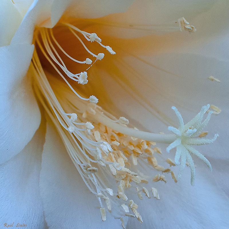 Nombre:  _DSC0240 Epiphyllum crenatum-1-800.jpg
Visitas: 551
Tamao: 543.3 KB