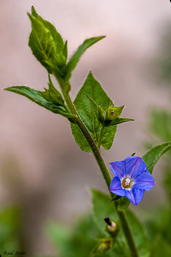 Nombre:  convolvulus siculus 850.jpg
Visitas: 217
Tamao: 340.2 KB