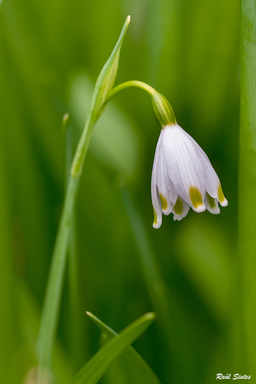 Nombre:  _DSC5964 Leucojum aestivum subsp. pulchellum 1024.jpg
Visitas: 73
Tamao: 212.5 KB