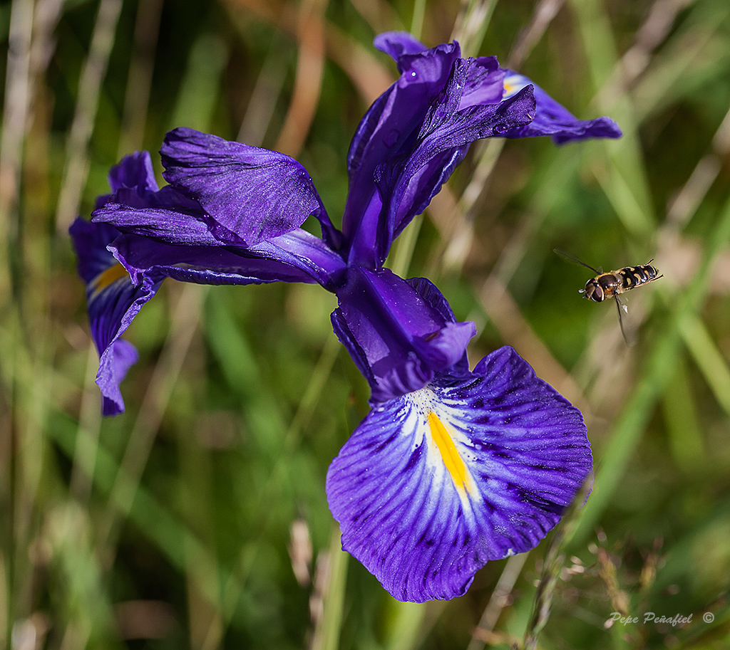 Nombre:  Lirio y abeja web.jpg
Visitas: 895
Tamao: 576.1 KB