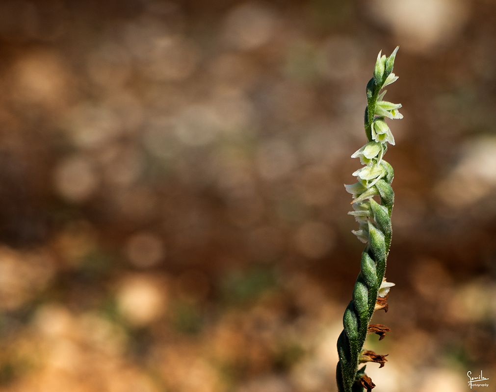 Nombre:  Spiranthes spiralis_0002.jpg
Visitas: 39
Tamao: 533.3 KB