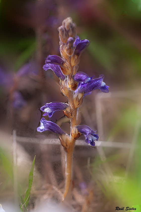 Nombre:  _DSC6292 Orobanche nana-1024.jpg
Visitas: 85
Tamao: 320.4 KB