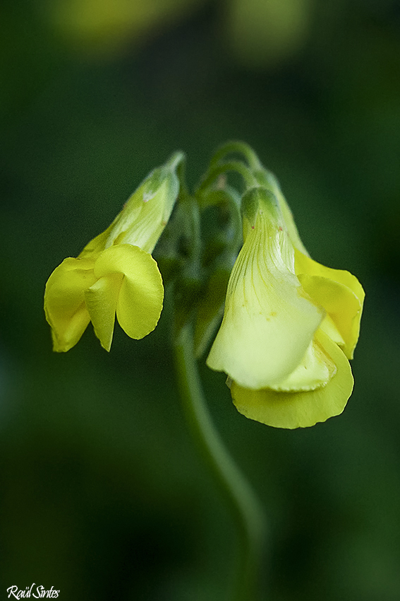 Nombre:  _DSC8752 Oxalis pes-caprae-1024.jpg
Visitas: 99
Tamao: 275.7 KB