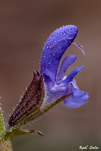 Nombre:  _DSC0311 Salvia verbenaca-2-500.jpg
Visitas: 132
Tamao: 151.9 KB