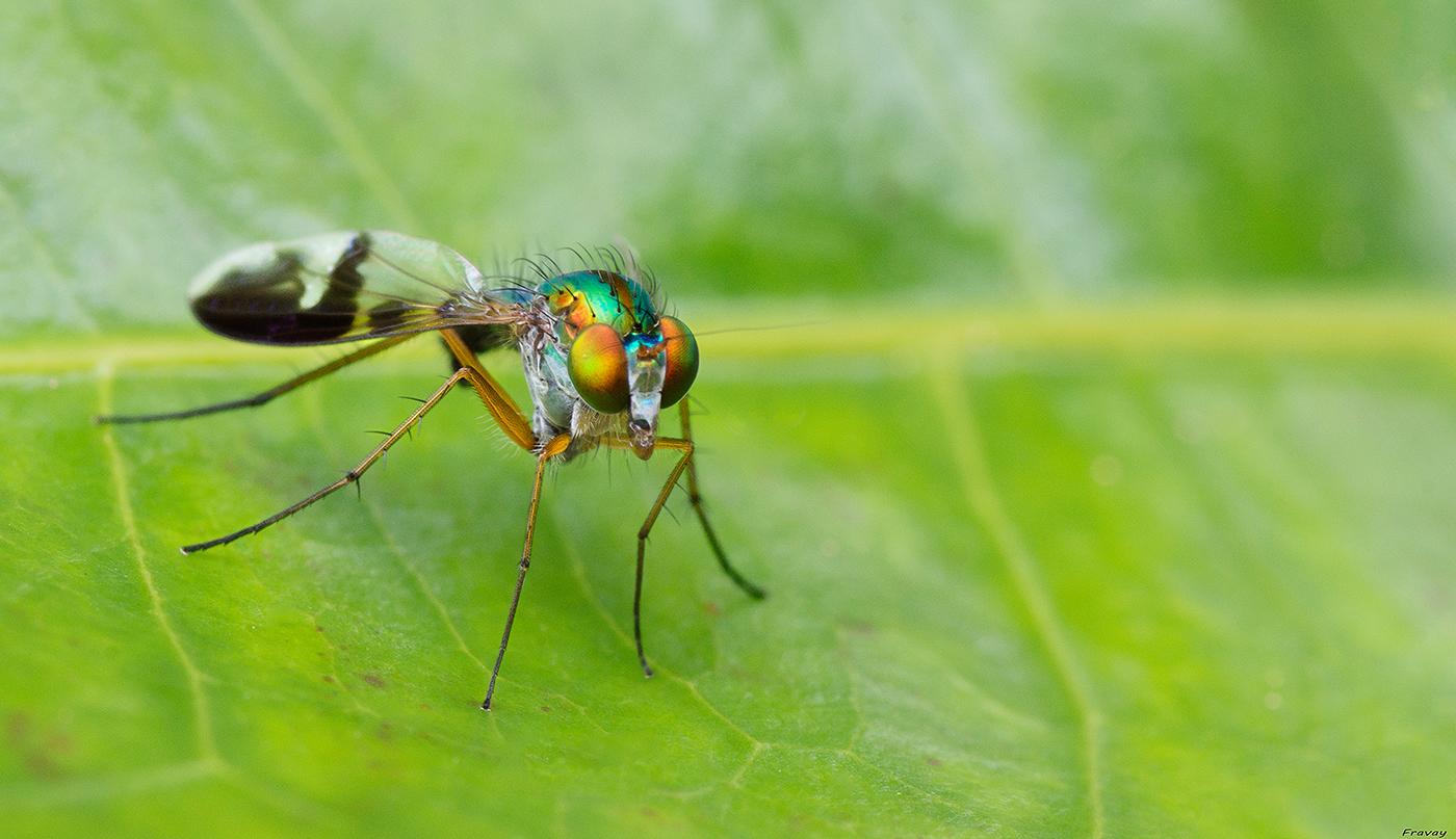 Nombre:  Verde Sicodelico.jpg
Visitas: 816
Tamao: 949.1 KB