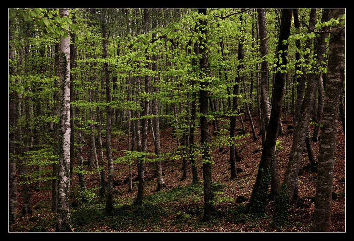 Nombre:  La Fageda den Jordà.jpg
Visitas: 380
Tamao: 224.4 KB