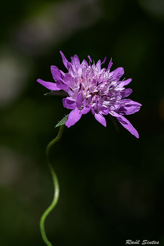 Nombre:  _DSC6768 Scabiosa atropurpurea.jpg
Visitas: 52
Tamao: 261.6 KB