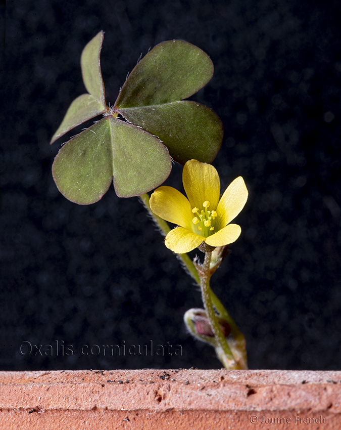 Nombre:  Oxalis corniculata_NEF6803a-F-txt-8Cv.jpg
Visitas: 91
Tamao: 437.2 KB