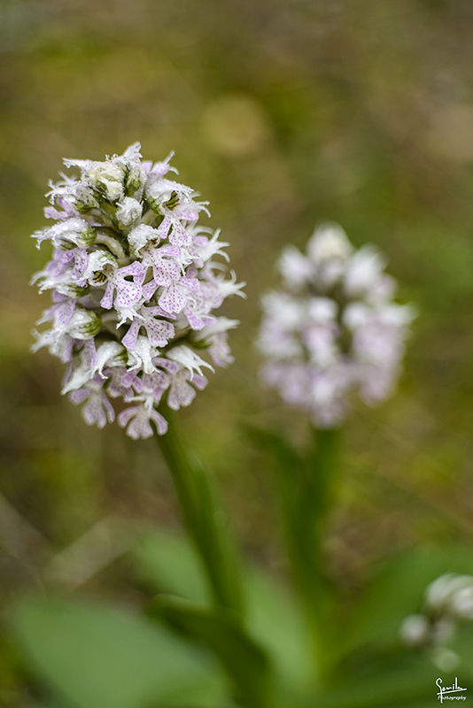 Nombre:  Orquidees Cala Mitjana_0015.jpg
Visitas: 566
Tamao: 266.2 KB