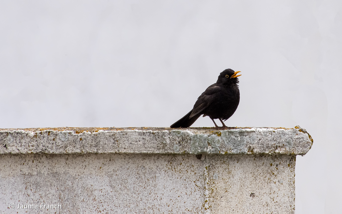 Nombre:  Turdus merula_DSC2378a-8x5-F-8Cv.jpg
Visitas: 362
Tamao: 667.6 KB