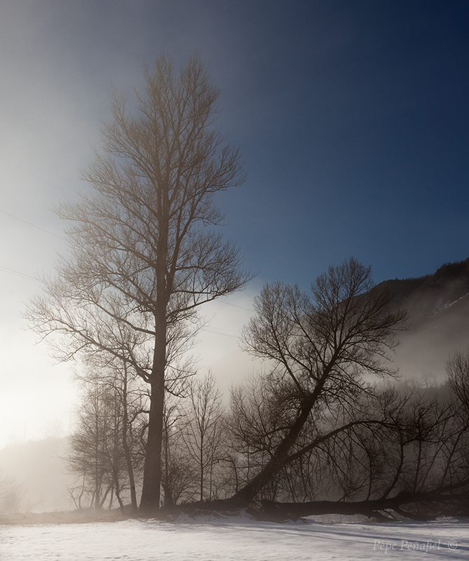 Nombre:  arboles con niebla web.jpg
Visitas: 369
Tamao: 450.2 KB