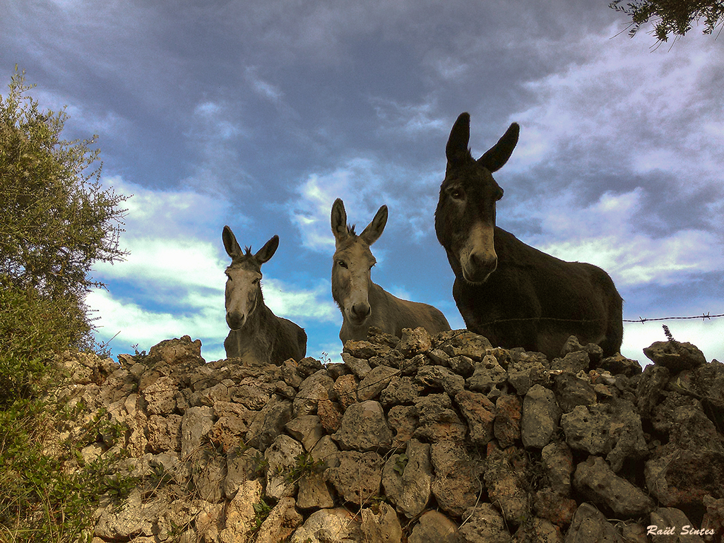 Nombre:  Trio d'ases.jpg
Visitas: 249
Tamao: 979.0 KB