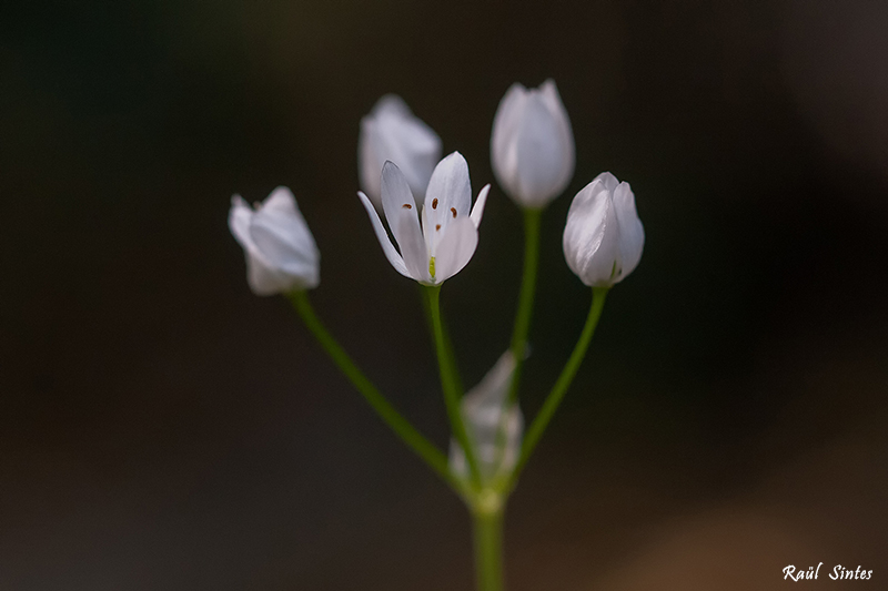 Nombre:  _DSC0107 Allium subhirsutum-800.jpg
Visitas: 78
Tamao: 210.8 KB