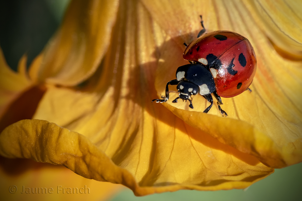 Nombre:  Coccinella septempunctata_NEF3347a-8Cv.jpg
Visitas: 107
Tamao: 647.5 KB