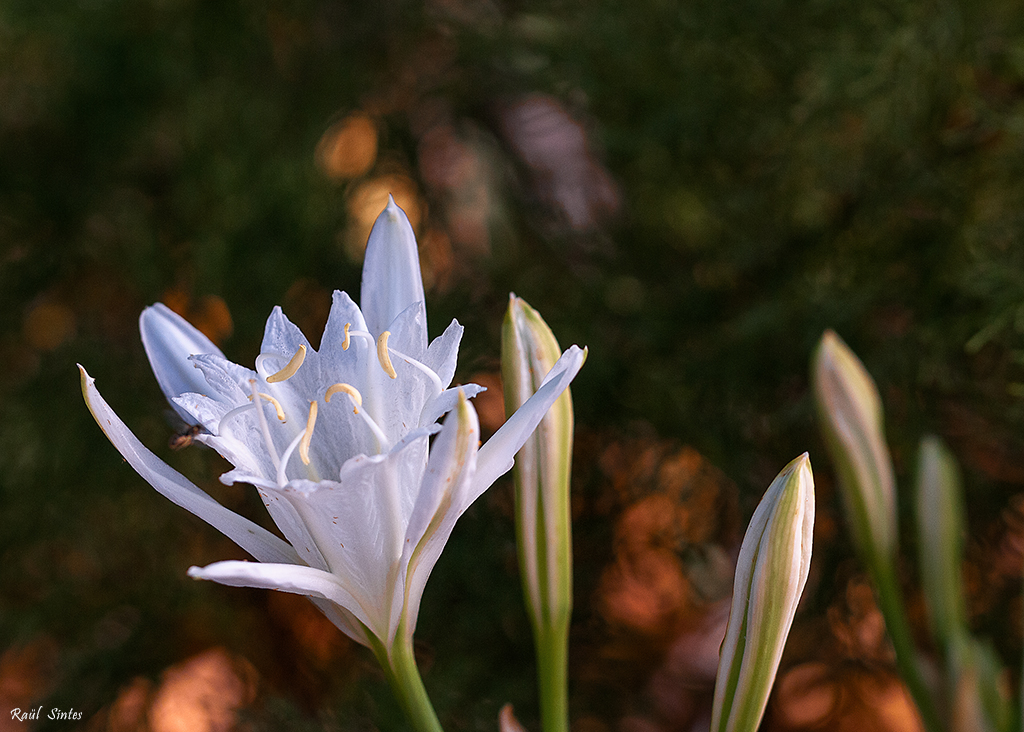 Nombre:  DSC_0680 Pancratium maritimum -1024.jpg
Visitas: 83
Tamao: 553.2 KB