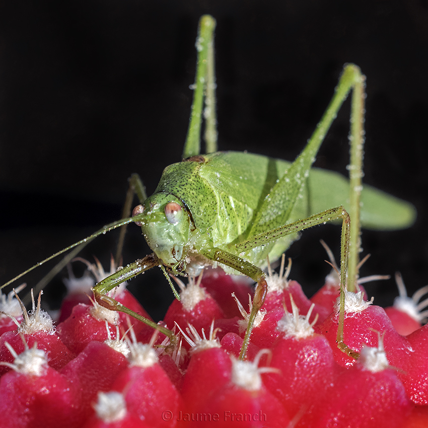 Nombre:  Tettigonia viridissima_NEF6206-Q8C.jpg
Visitas: 70
Tamao: 508.9 KB