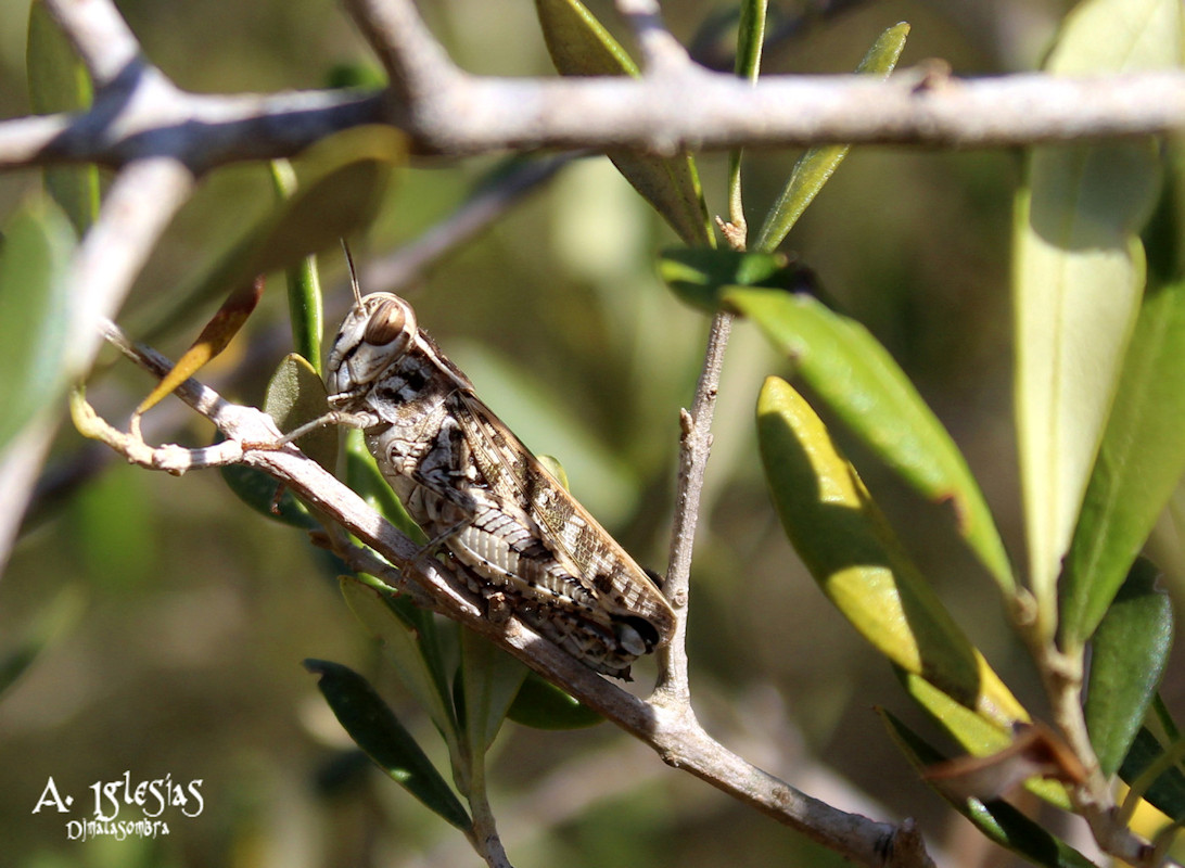 Nombre:  Pequeo saltamontes.JPG
Visitas: 71
Tamao: 234.2 KB