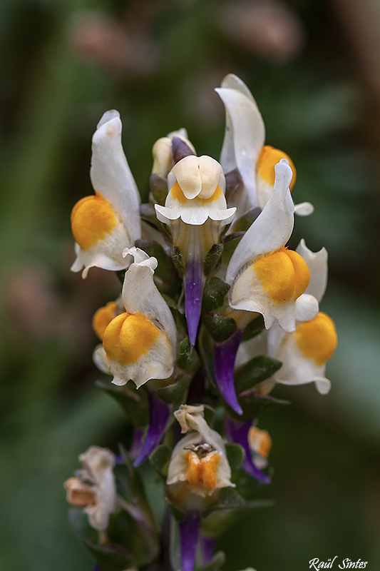 Nombre:  _DSC9345  Linaria triphylla1024.jpg
Visitas: 108
Tamao: 262.2 KB