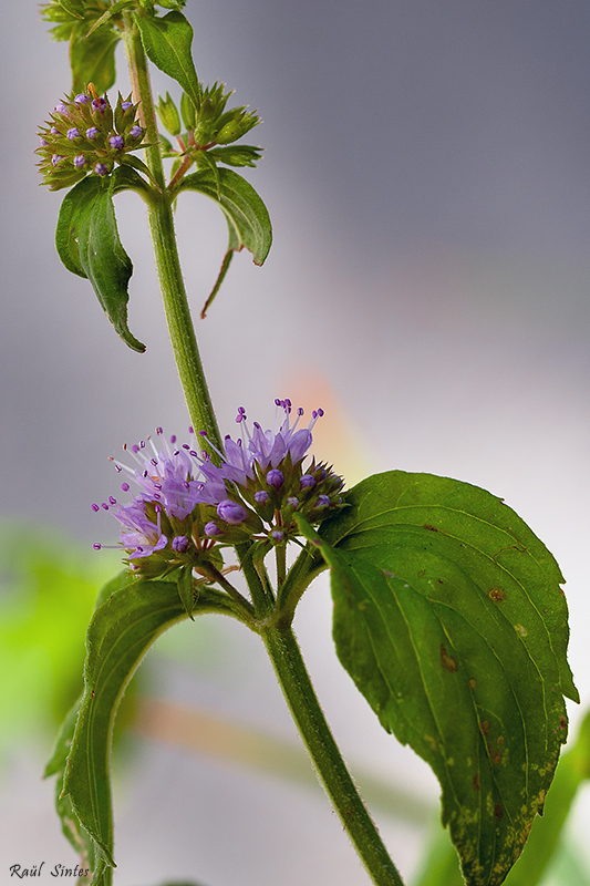 Nombre:  _DSC1095 Mentha aquatica-V-800.jpg
Visitas: 140
Tamao: 357.9 KB