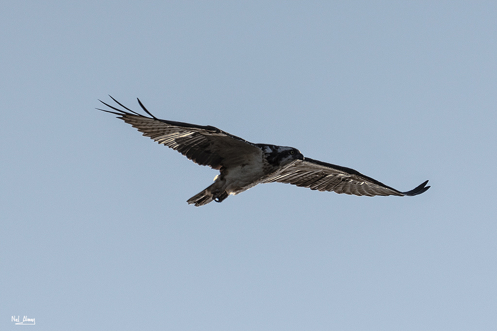 Nombre:  Aguila pescadora..jpg
Visitas: 113
Tamao: 330.8 KB