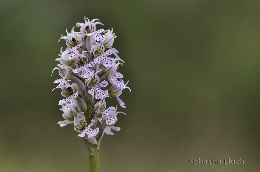 Nombre:  Lluch_Orchis conica-F.jpg
Visitas: 64
Tamao: 235.7 KB