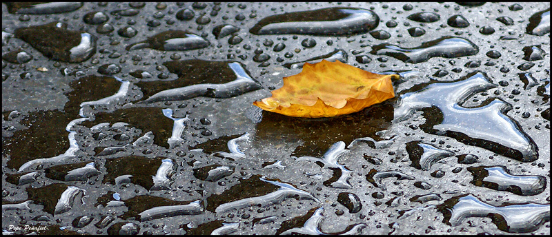 Nombre:  lluvia y hoja1.jpg
Visitas: 802
Tamao: 256.1 KB