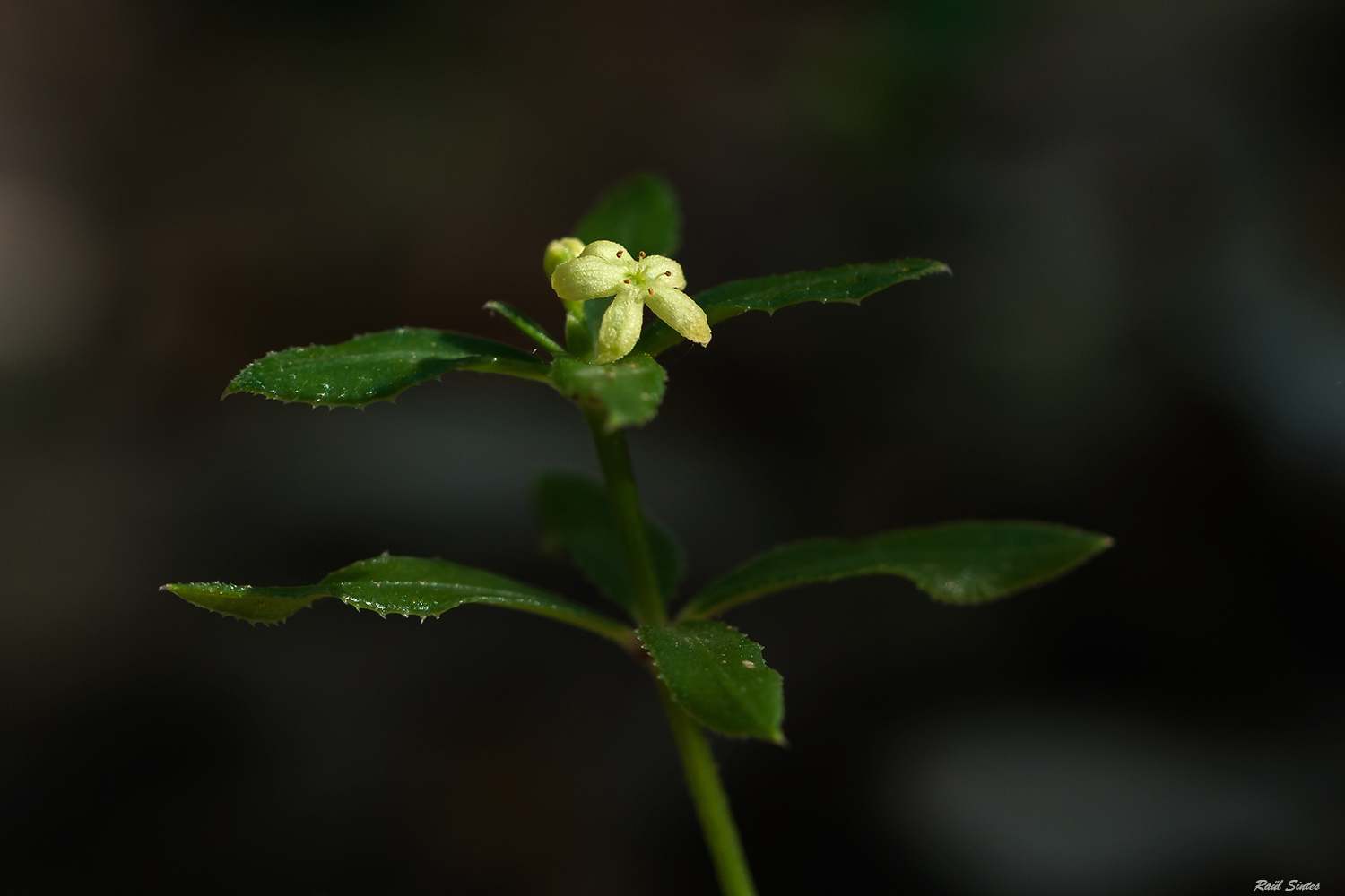 Nombre:  _DSC3986 Rubia peregrina subsp longifolia.jpg
Visitas: 62
Tamao: 552.6 KB