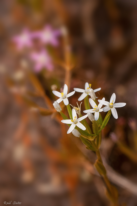 Nombre:  DSC_4286  Centaurium erythraea alba 850.jpg
Visitas: 351
Tamao: 202.9 KB