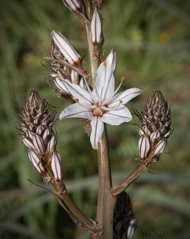 Nombre:  Asphodelus albus_NEF3133a-8Cv.jpg
Visitas: 219
Tamao: 420.9 KB