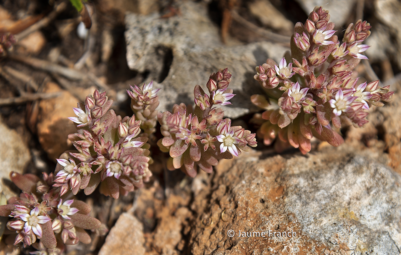 Nombre:  Sedum rubens_DSC2038-2-8Cv1.jpg
Visitas: 77
Tamao: 990.8 KB