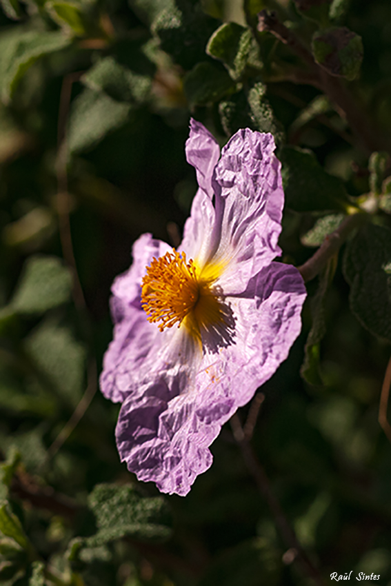 Nombre:  _DSC3370 Cistus albidus 850 est. blanca o d'escurar.jpg
Visitas: 118
Tamao: 295.6 KB