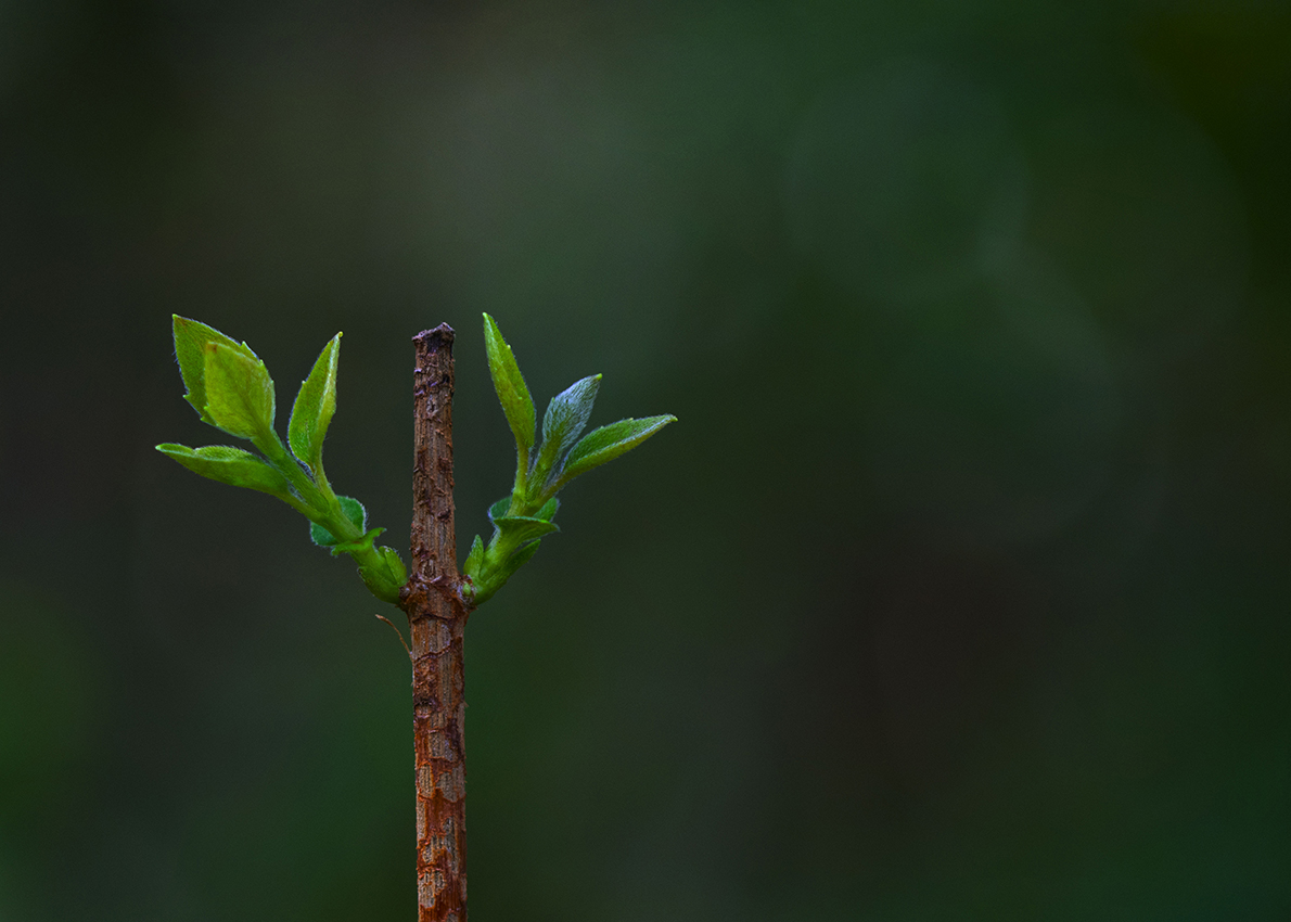 Nombre:  plantita verde-8CV.jpg
Visitas: 391
Tamao: 467.6 KB