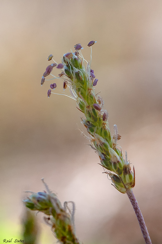 Nombre:  _DSC0257 Plantago crassifolia 1 850.jpg
Visitas: 124
Tamao: 310.3 KB