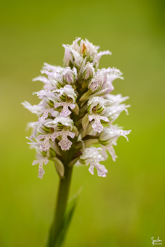 Nombre:  Orquidees Cala Mitjana_0013.jpg
Visitas: 583
Tamao: 273.8 KB