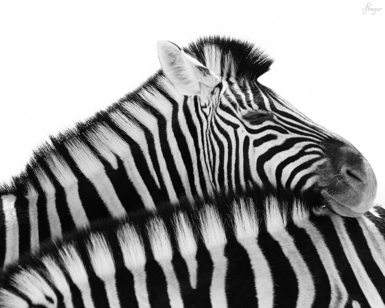 Nombre:  ZEBRAS_1500_FF_V3.jpg
Visitas: 48
Tamao: 172.7 KB