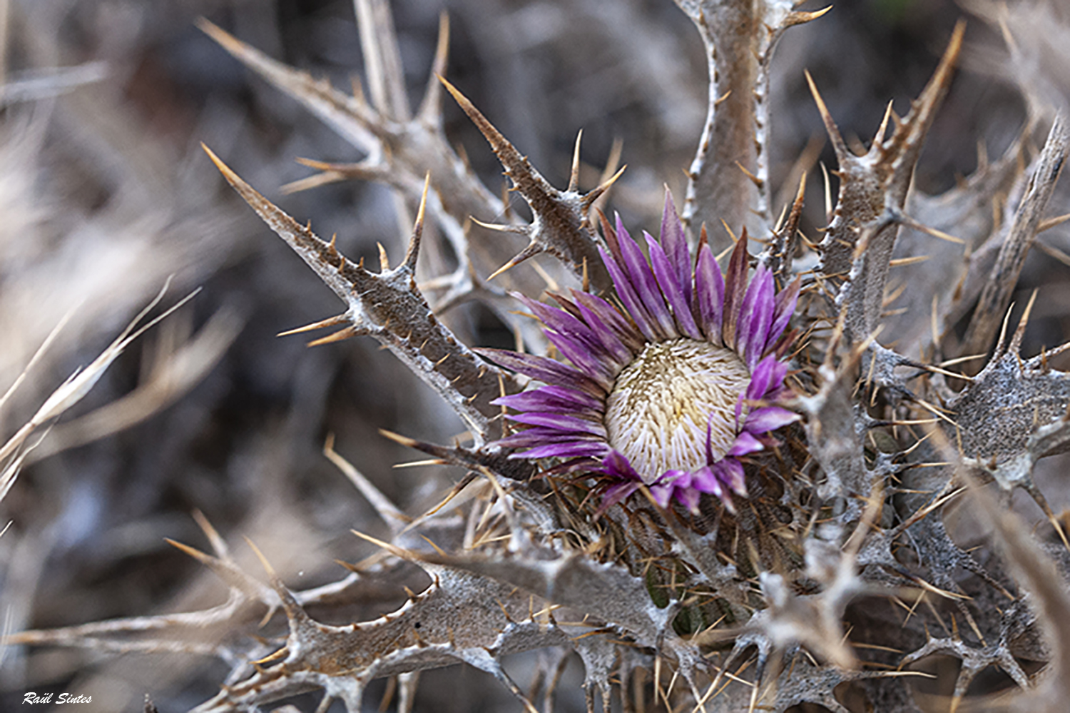 Nombre:  _DSC8518 Carlina lanata 1500.jpg
Visitas: 30
Tamao: 891.3 KB