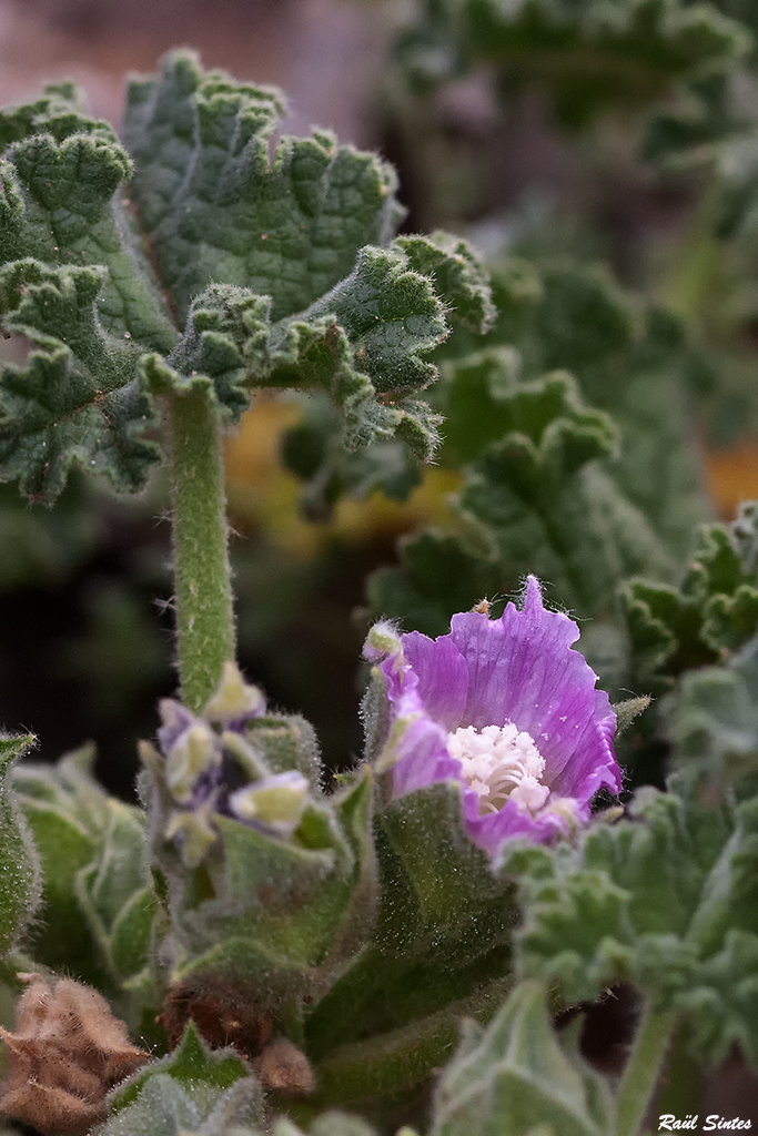 Nombre:  _DSC6320 Lavatera minorcensis-1024.jpg
Visitas: 88
Tamao: 520.2 KB