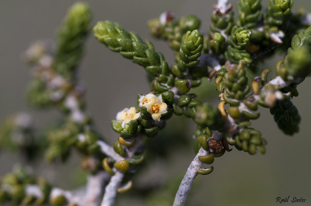 Nombre:  Thymelaea hirsuta-1024.jpg
Visitas: 73
Tamao: 409.6 KB