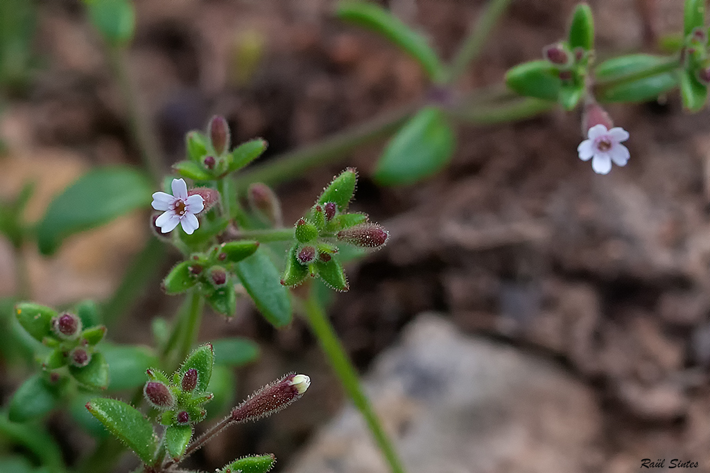 Nombre:  _DSC6425 Silene mollissima, end. gymnsic - 1024.jpg
Visitas: 110
Tamao: 460.1 KB