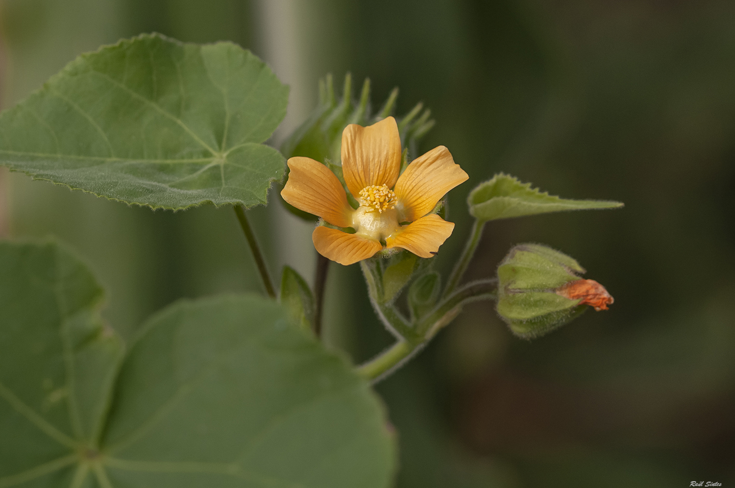 Nombre:  _DSC8821 Abutilon  theophrastii-1500.jpg
Visitas: 105
Tamao: 688.5 KB