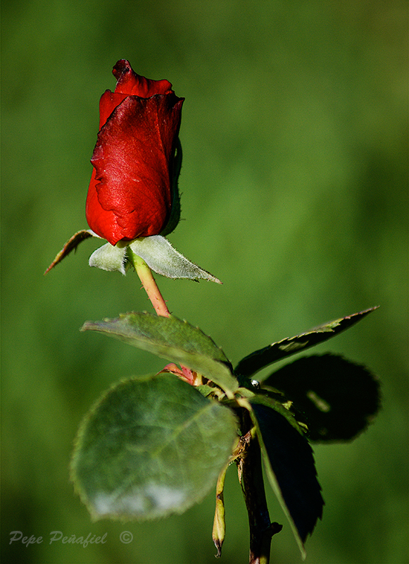 Nombre:  Rosa revisada web.jpg
Visitas: 1605
Tamao: 562.6 KB